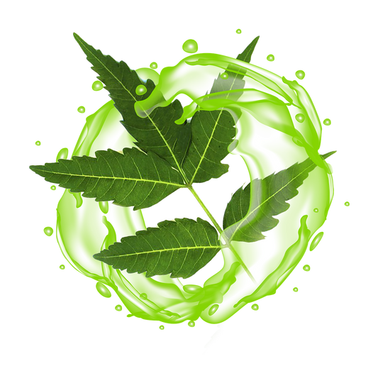 The Importance Of Neem In Ayurvedic Skincare Practices
